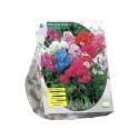 Baltus Phlox Mix bloembollen per 6 stuks